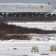 Illustration for article titled Is This a Rolling Hotel or a Polar Bear Buffet?
